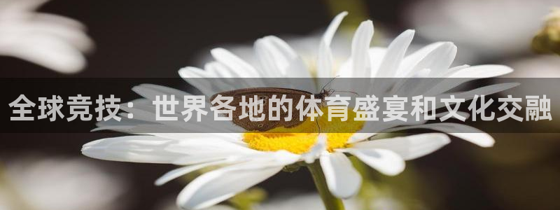 全球竞技：世界各地的体育盛宴和文化交融